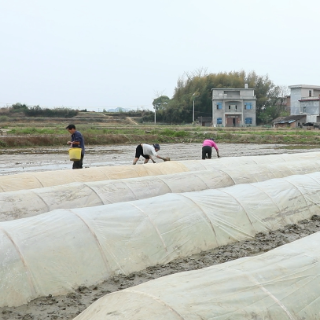 江华：农技指导护航早稻育秧