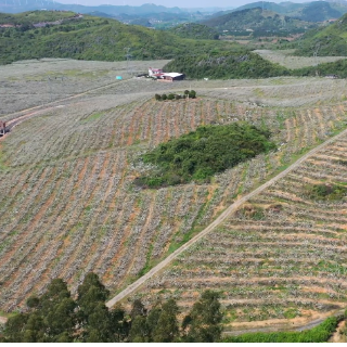 江华：梨树花开 无人机授粉忙