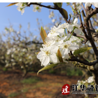 江华白芒营镇：百亩梨花开 果农致富有信心