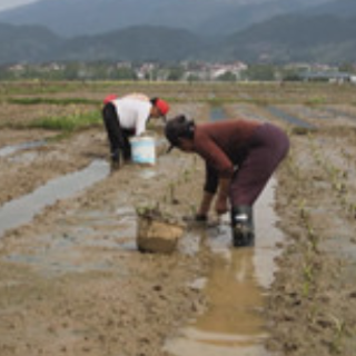 蓝山县塔峰镇雷家岭村：抢抓春耕好时节 香芋种植正当时
