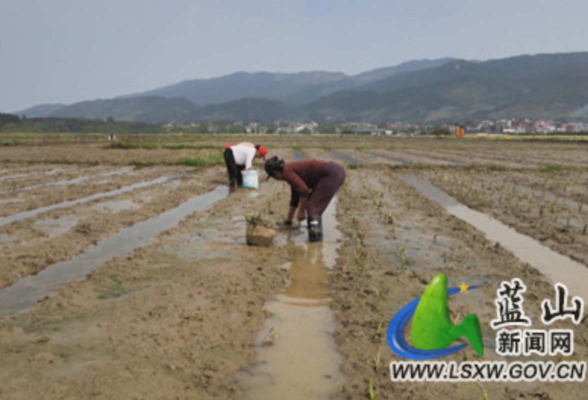 蓝山县塔峰镇雷家岭村：抢抓春耕好时节 香芋种植正当时