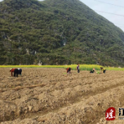 江华小圩壮族乡：探索烤烟种植 助推乡村振兴之路