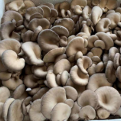 双牌上梧江瑶族乡:蘑菇产业激发乡村振兴活力