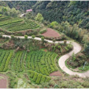 双牌单江村：明前高山野生茶开采 群众迎增收开门红