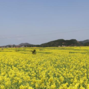 双牌首届油菜花节即将来临