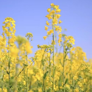 冷水滩区牛角坝镇：春光灿烂无限好 油菜花开遍地黄