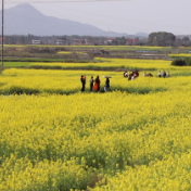 双牌：千亩油菜花开 赏花采橘畅游乡村田园