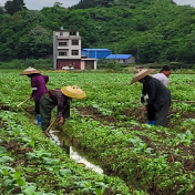 江华涛圩镇：春雨贵如油 正是烤烟培土育肥时