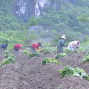 蓝山太平圩镇大洞村：念好土地流转“经” 激活乡村振兴新动能