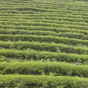 蓝山：高山茶园美如画 茶农抢采“谷雨茶”