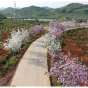 江华：万亩柑橘基地产业大道一路繁花似锦