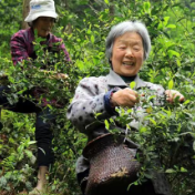 零陵：大木源野生茶成乡村振兴“摇钱树”