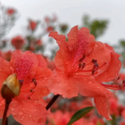 双牌阳明山数万亩野生杜鹃花进入花期