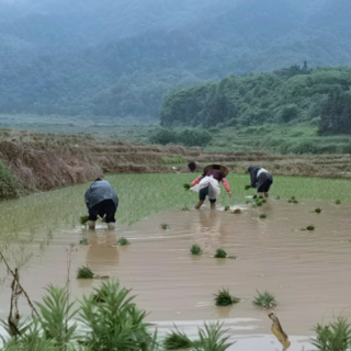 金洞：陈莉深入乡镇调研春耕生产和耕地抛荒