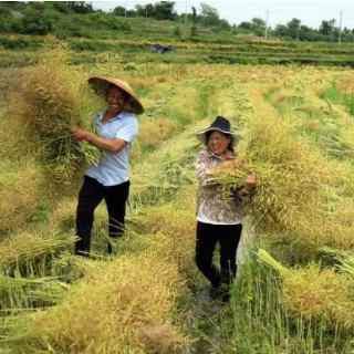 零陵：油菜丰收 助推乡村振兴（图）