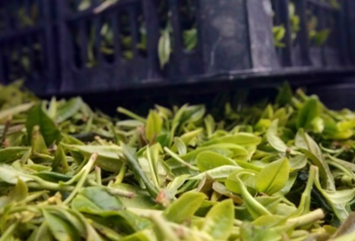 道县：山茶飘香促增收（组图）