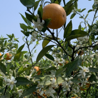 美永州丨江永：花果同枝 夏橙飘香