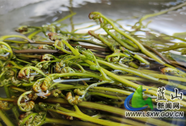 美永州丨春天的美味：“山珍”蕨菜