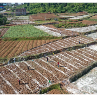 新田谈文溪村：春来花生播种忙 富硒产业助农富