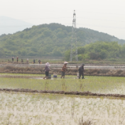 江华：水田披新绿 早稻移栽忙