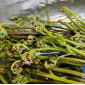 美永州丨春天的美味：“山珍”蕨菜