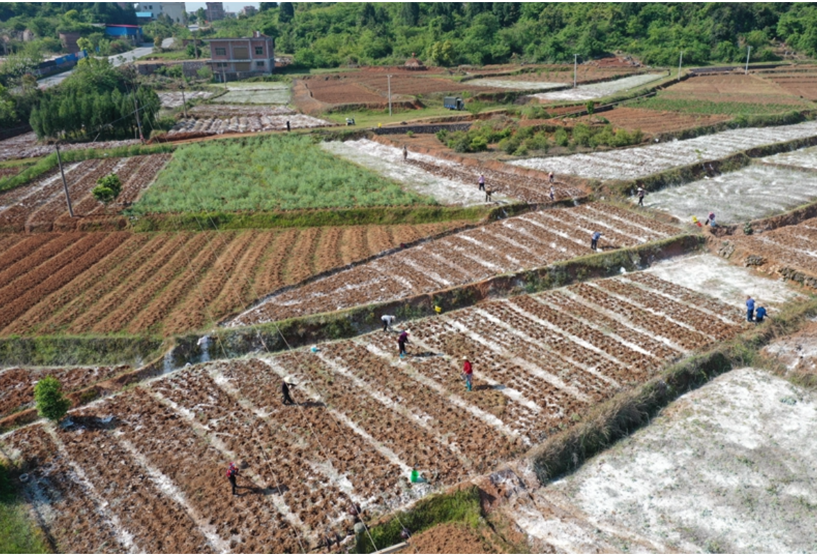 新田谈文溪村：春来花生播种忙 富硒产业助农富