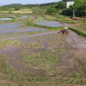 祁阳：企业“助耕” 稻田披绿