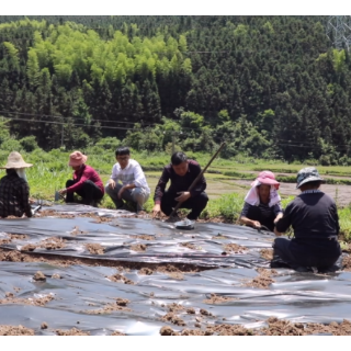 双牌因地制宜向高旱地要粮 