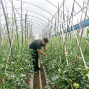 宁远：撂荒地长出集体经济“金果实”