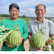 永州冷水滩：早熟西瓜上市 “甜”入农心