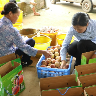 江华桥市乡野猪桥村：蜜桃成熟销售旺