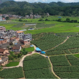 江华码市镇大柳村：紫长茄采摘管护忙