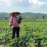 道县：香芋南瓜忙采摘 订单农业助增收