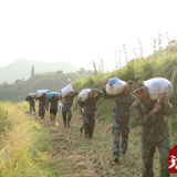 江华：助农抢收解民忧 共叙军民鱼水情