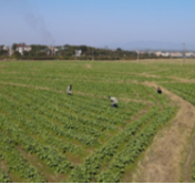 蓝山县加强油菜管护 确保稳产丰收