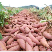宁远：巧用荒地种红薯 喜获丰收助增收