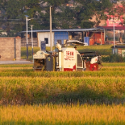 江华：田中好“丰”景 晚稻收割忙