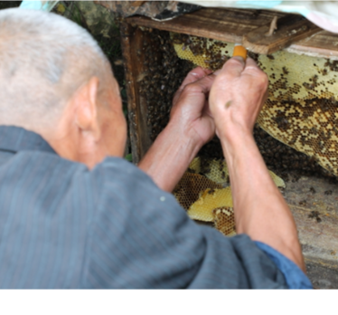 道县：培育特色“蜂”产业 拓宽乡村振兴致富路