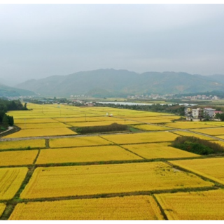 湖南新田：田园阡陌 “丰”景如画（组图）