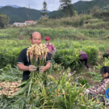 蓝山县大桥瑶族乡大源村：小生姜奏响产业增收“致富曲”