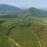 祁阳山水好 茶油格外香丨提升精深加工能力 推动油茶全产业链发展