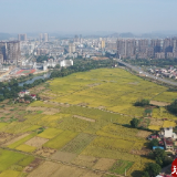 江华沱江镇沱岭：风吹稻浪绘“丰”景