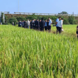 永州市水稻病虫害防控植保贡献率评价现场会在宁远召开