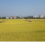 祁阳：水稻喝上“益生菌” 农户变身“土老财”