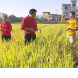 “水稻旱作”在零陵试验成功 平均亩产可望超400公斤