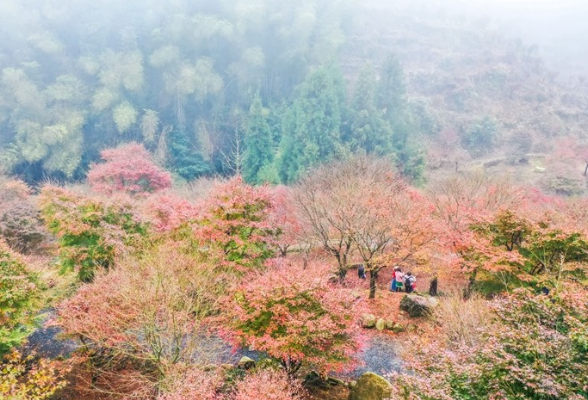 蓝山：冬日“枫”景如画（组图）