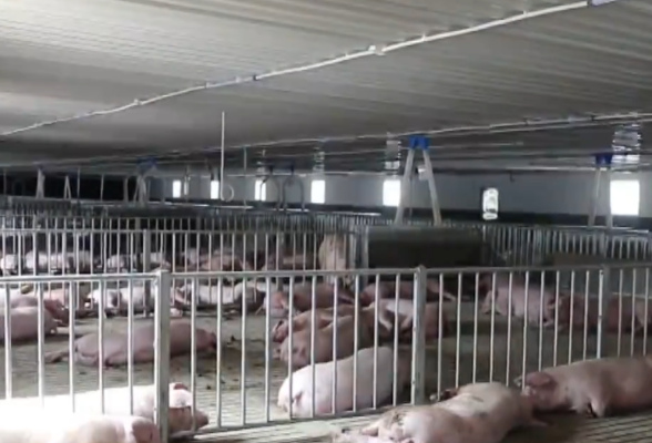 永州：打造生猪全产业链 增强产业发展韧性
