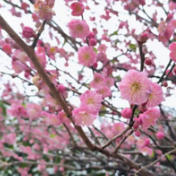 美丽蓝山：梅花菜花开 风景美如画