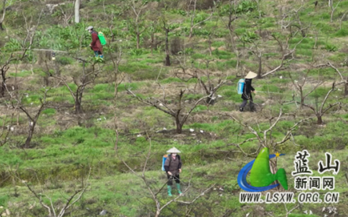 蓝山县果园春耕管护忙