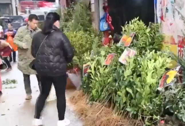 永州：人勤春来早 苗木花卉销售旺